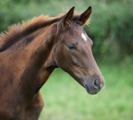 bella-donna5