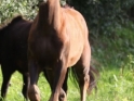 bella-donna2