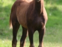 bella-donna3