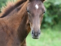 bella-donna4