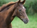 bella-donna5